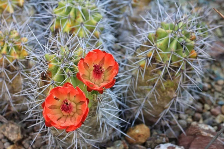 Claret Cup Hedgehog Cacti Flower Seeds for Planting - Heirloom, Non-GMO, High Germination Organic Garden Seeds