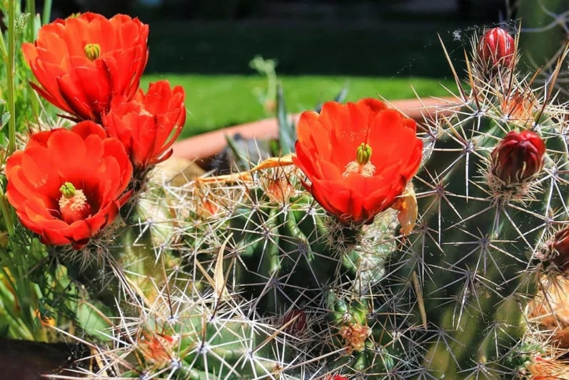 Claret Cup Hedgehog Cacti Flower Seeds for Planting - Heirloom, Non-GMO, High Germination Organic Garden Seeds