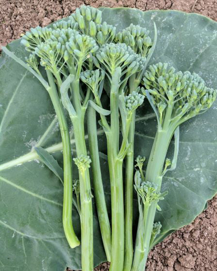 Green Catalogna Seeds for Planting – Heirloom & Non-GMO Fresh Green Leafy Garden Variety