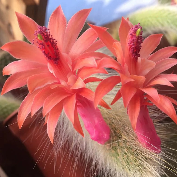 Cleistocactus Colademononis Flower Seeds for Planting – Heirloom, Non-GMO, High Germination Organic Garden Seeds