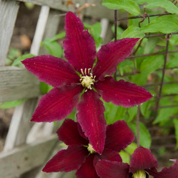 Deep Red Clematis Flower Seeds - Drought Tolerant, Heirloom, Non-GMO Organic Garden Seeds for Planting