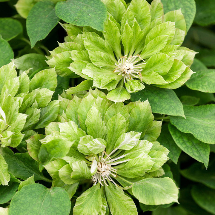 Green Clematis Flower seeds for Planting – Vibrant Colors, Heirloom &amp; GMO Free Seeds for Home Garden, High Germination