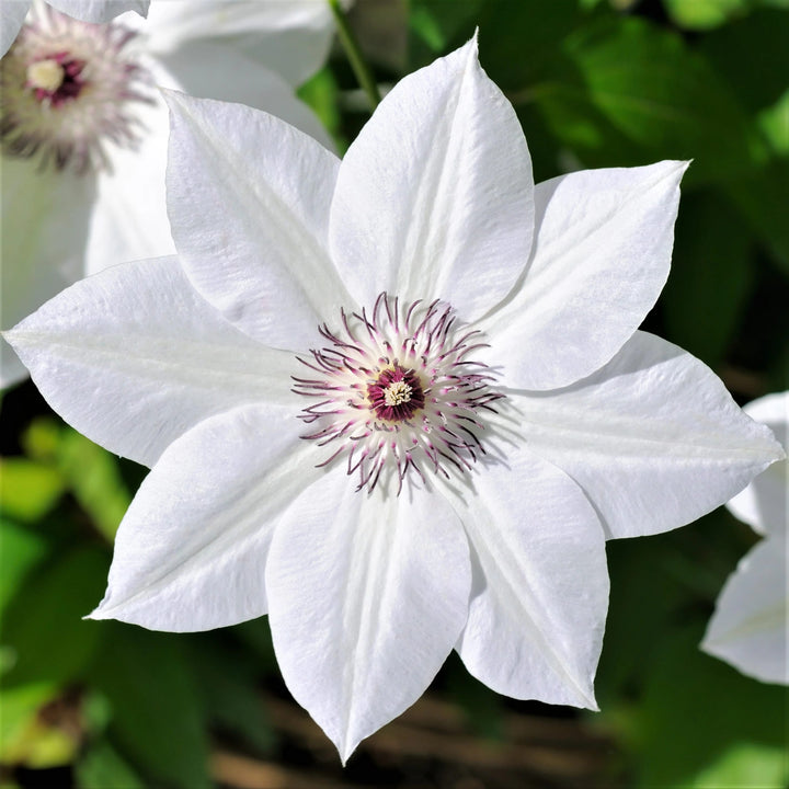 Brown White Clematis Flower Seeds for Planting – Wildflower Mix, Heirloom, Non-GMO Home Garden