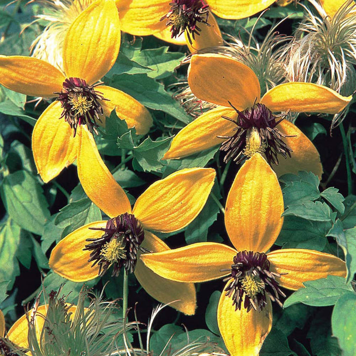 Yellow Tangutica Flower Seeds for Planting – Heirloom, Non-GMO, High Germination Organic Garden Seeds