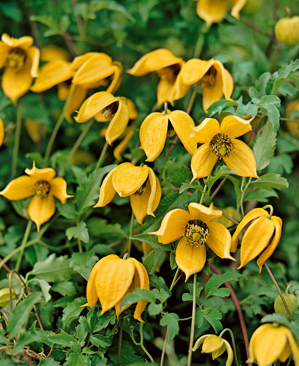 Yellow Tangutica Flower Seeds for Planting – Heirloom, Non-GMO, High Germination Organic Garden Seeds
