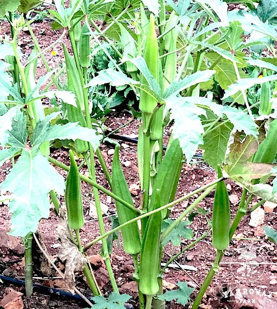 Okra Clemson Spineless Seeds for Planting – High Yield, Fast-Growing, Heirloom Vegetable Seeds