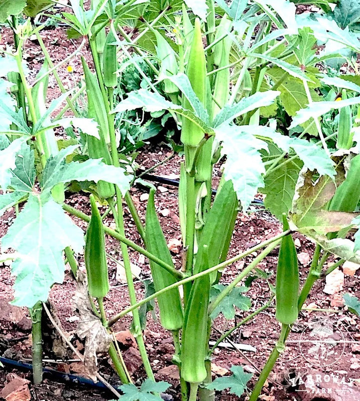 Okra Clemson Spineless Seeds for Planting – High Yield, Fast-Growing, Heirloom Vegetable Seeds