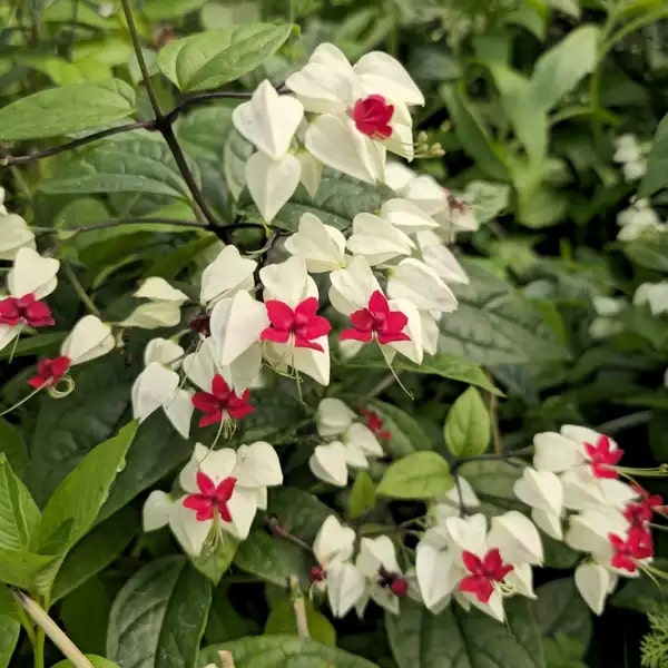 White Clerodendrum Thomsonae Hanging Flower Seeds for Planting – Heirloom, Non-GMO, High Germination Seeds