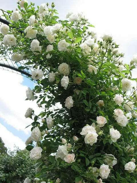 White Climbing Rose Flower Seeds for Planting – Heirloom, Non-GMO, High Germination Organic Garden Seeds