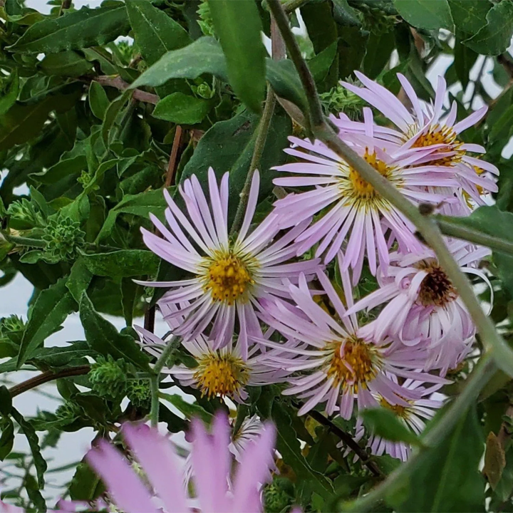 Climbing Aster Flower Seeds for Planting – Heirloom, Non-GMO, High Germination Garden Seeds
