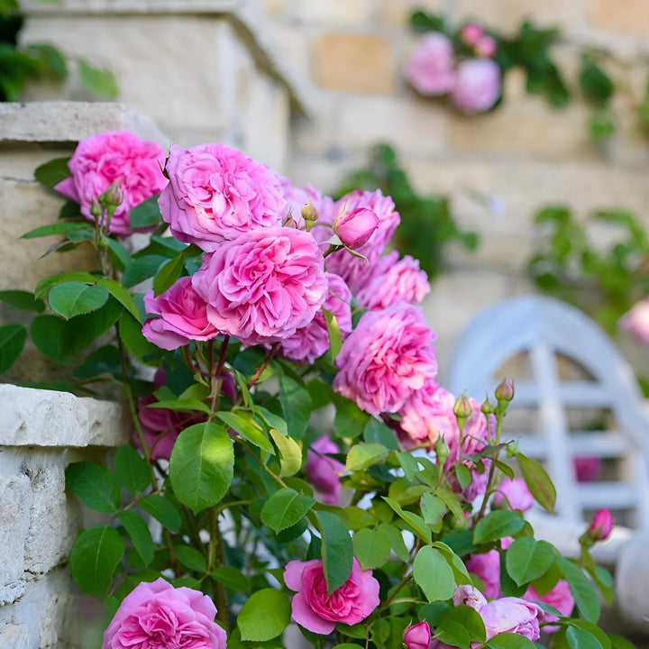 Rose Pink Climbing Rose Flower Seeds for Planting – Heirloom, Non-GMO, High Germination Organic Garden Seeds