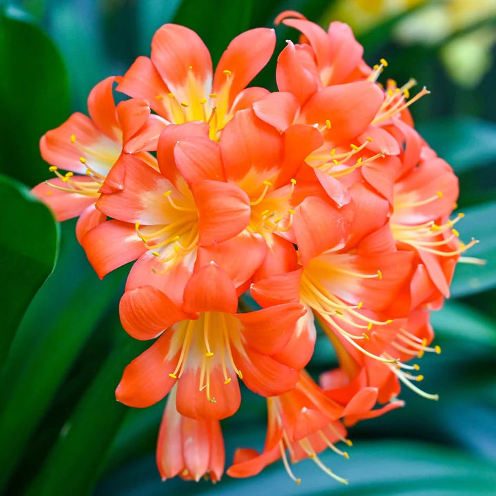 Clivia Flower Seeds for Planting - Heirloom, Non-GMO, Pollinator Friendly, High Germination Garden Seeds