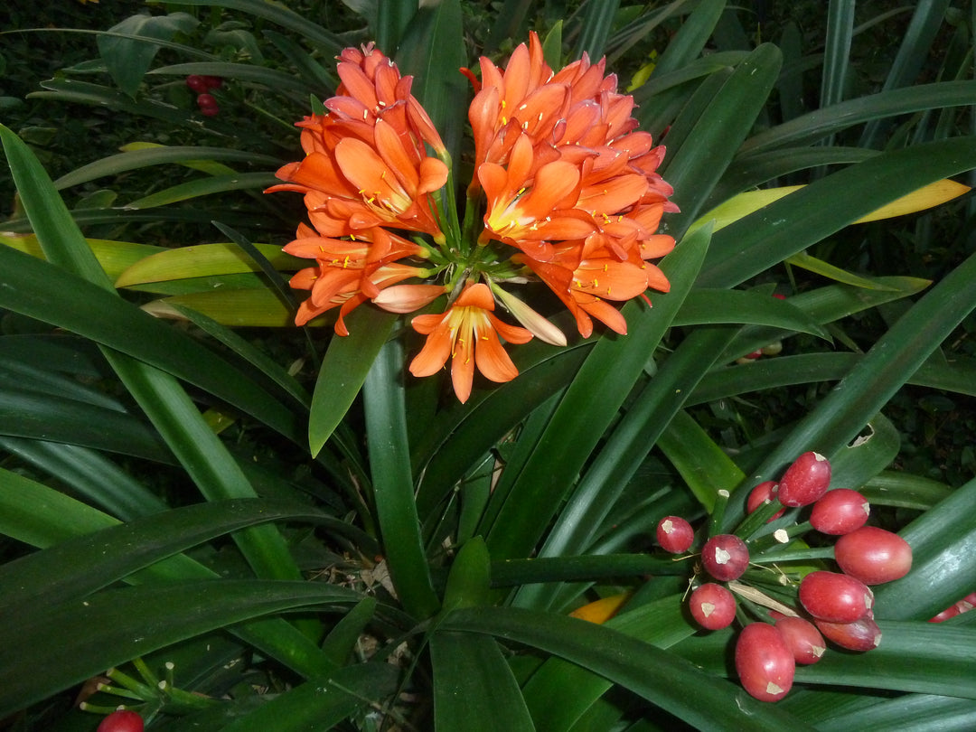 Lily Clivia Flower Seeds for Planting | Heirloom Non-GMO Seeds for Home Garden, High Germination