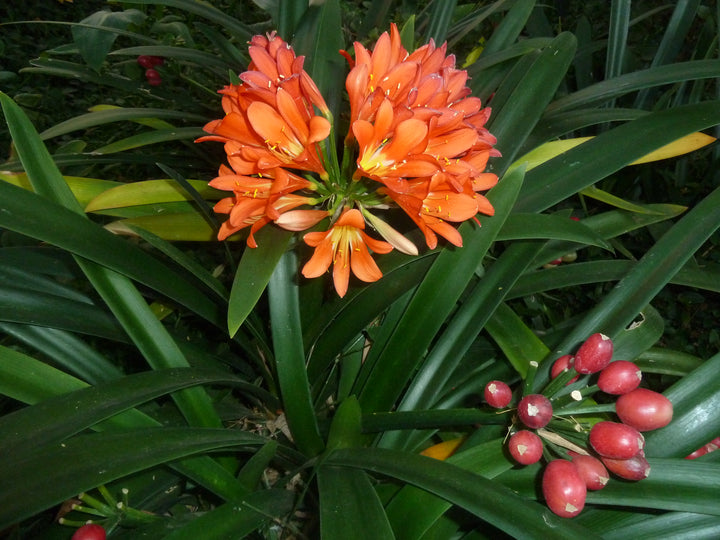 Lily Clivia Flower Seeds for Planting | Heirloom Non-GMO Seeds for Home Garden, High Germination