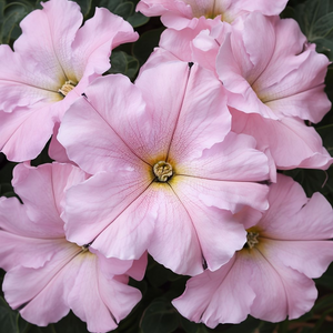 Flower Seeds, Seeds,Seeds For Planting,Plant Seeds