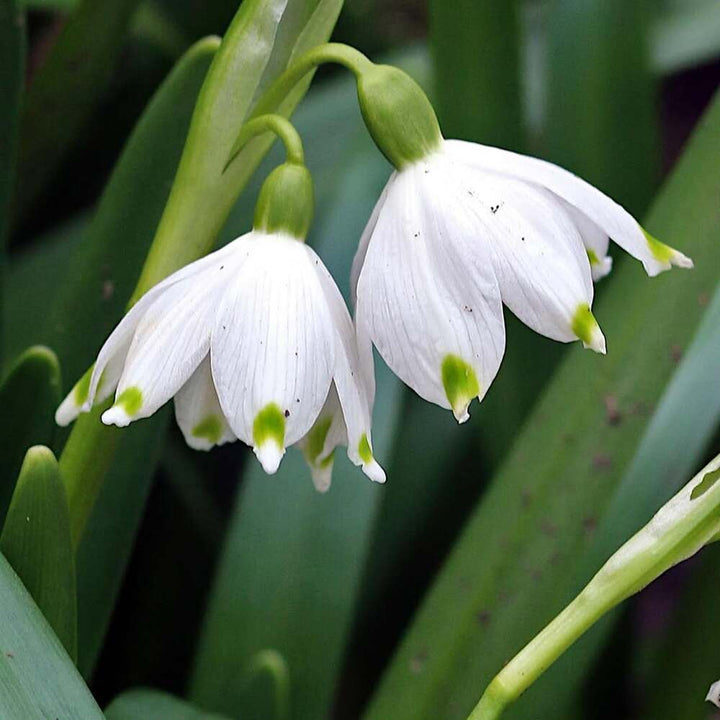 Snowdrop Flower Seeds for Planting – Heirloom, Non-GMO, Compact Growth, High Germination Garden Seeds