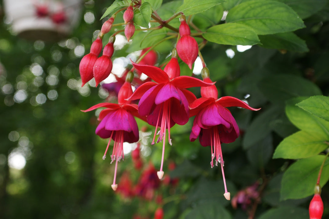Red Pink Fuchsia Hybrida Flower Seeds for Planting – Low Maintenance, Heirloom & Non-GMO Garden Seeds