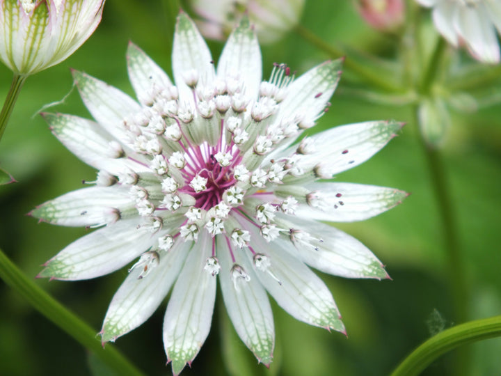 Major Astrantia Flower Seeds for Planting – Heirloom, Non-GMO, Sun Loving Organic Garden Seeds