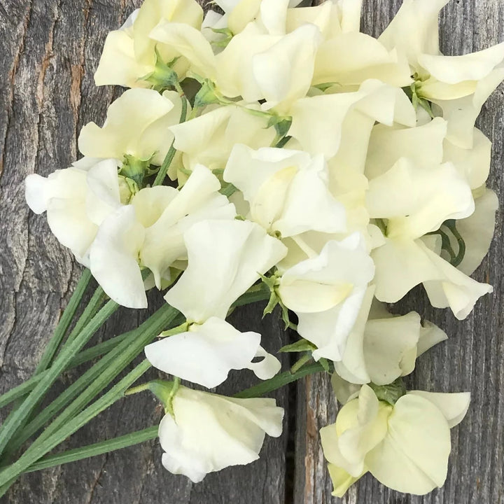 Cream Sweet Pea Flower Seeds for Planting – Heirloom, Non-GMO, Compact Growth, High Germination