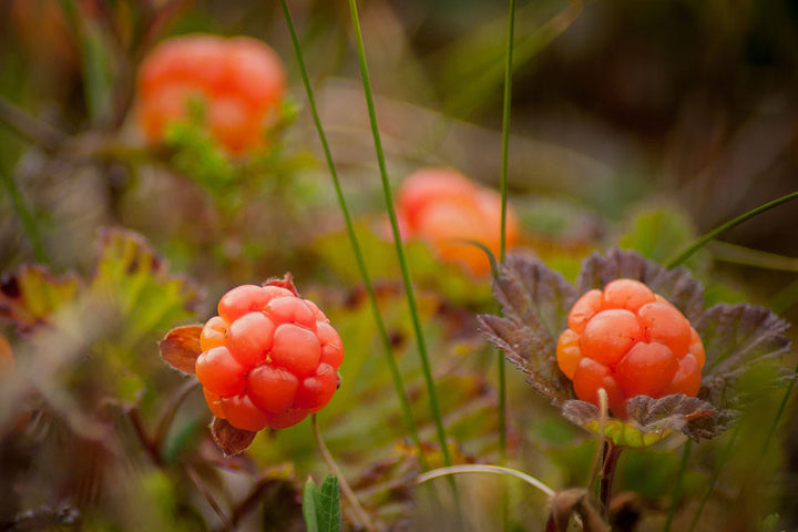 Orange Cloudberry fruit seeds for planting – Heirloom & Non-GMO Garden seeds