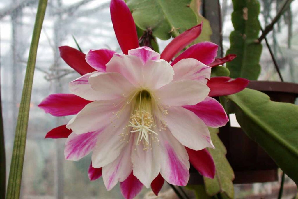 White Violet Epiphyllum Flower Seeds for Planting – Heirloom, Non-GMO, Perfect for Borders Garden