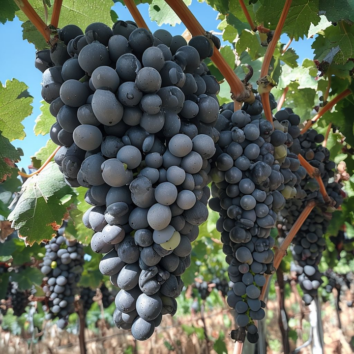 Fruit Seeds,Garden seeds, Seeds For Planting,Plant Seeds