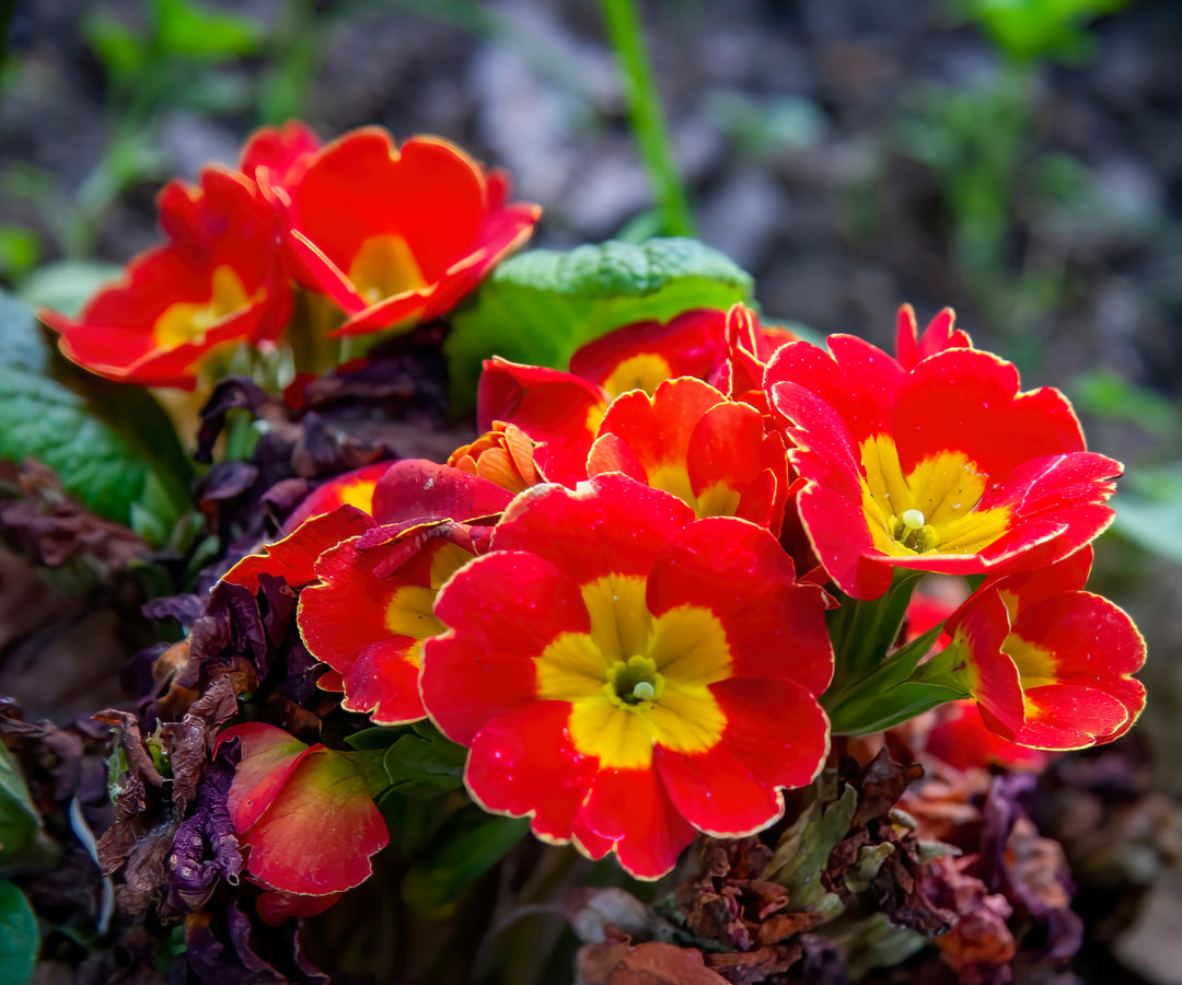 Red Primula Flower Seeds for Planting – Seasonal Bloomer, Heirloom, Non-GMO, High Germination Organic Garden Seeds