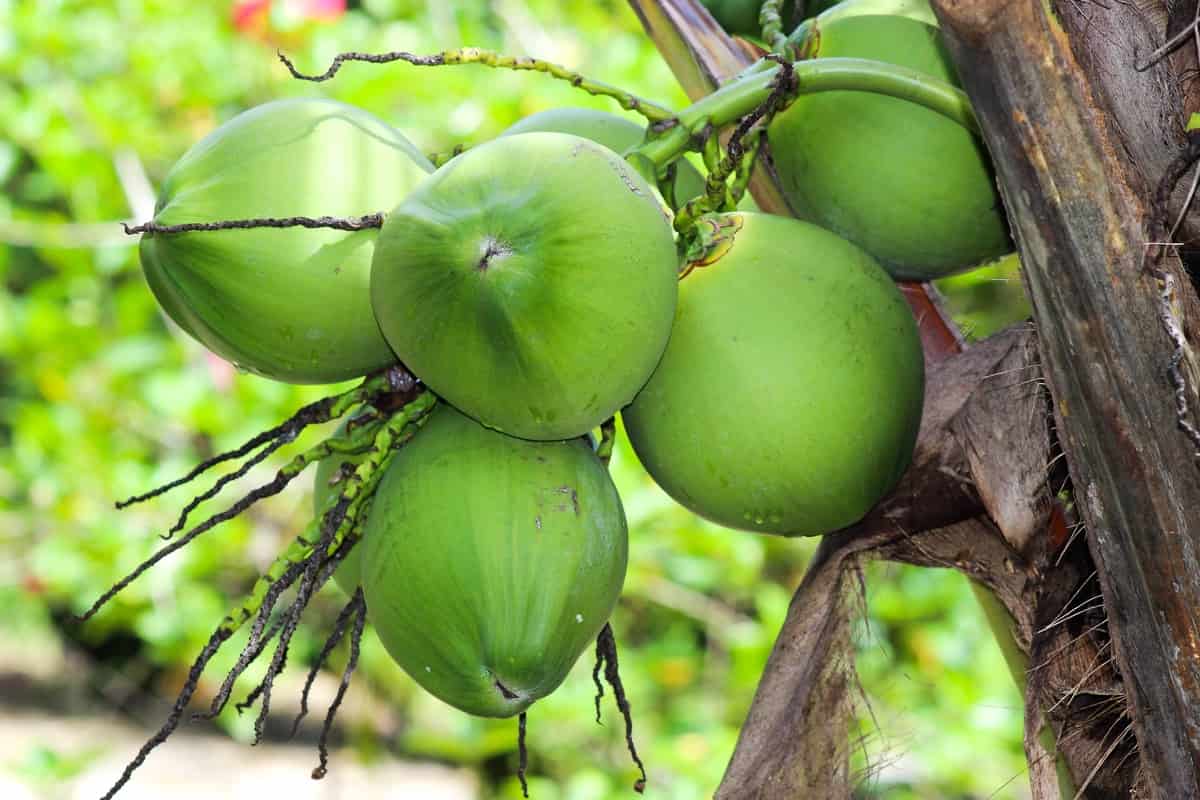 Tropical Coconut Fruit Seeds for Planting – Heirloom, Non-GMO Hardy Exotic Garden Tree Seeds