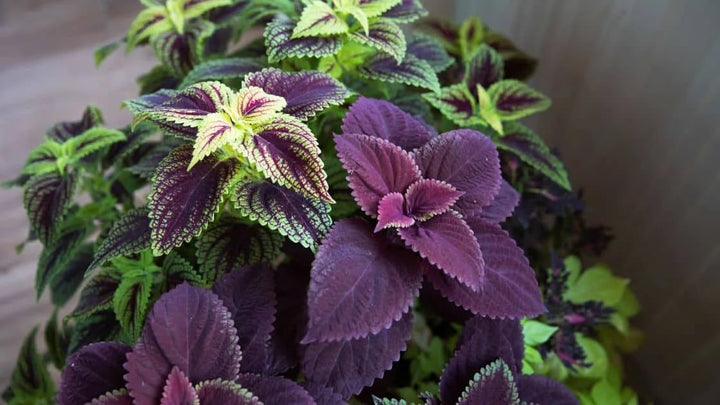 Violet Coleus Flower seeds for Planting – Garden Favorite, Heirloom &amp; Non-GMO Seeds for Home Garden