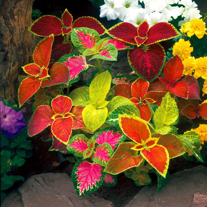 Flower Seeds, Seeds,Seeds For Planting,Plant Seeds