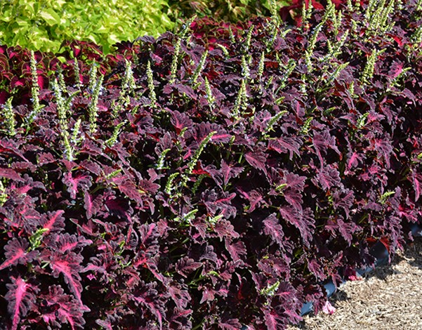 Black Dragon Coleus Flower Seeds for Planting – Heirloom Non-GMO, High Germination Organic Garden Seeds