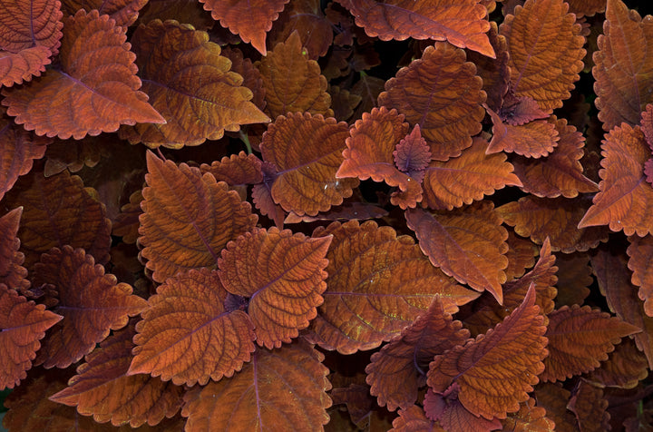 Brown Coleus Seeds for Planting – Heirloom, Non-GMO, Bright Foliage, High Germination Variety
