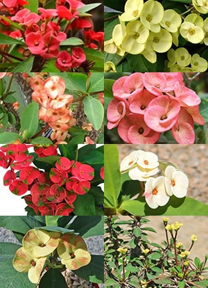 Mixed Crown of Thorns Flower Seeds for Planting – Heirloom Non-GMO, High Germination Organic Garden Seeds