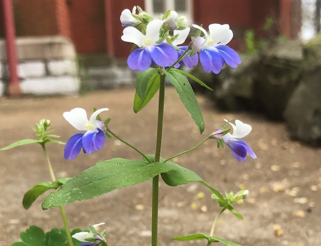 Flower Seeds, Seeds,Seeds For Planting,Plant Seeds