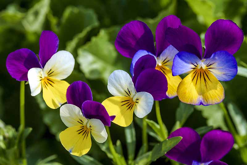 Multi-Colour Mini Violet Flower Seeds for Planting – Heirloom, Non-GMO, High Germination Organic Garden Seeds