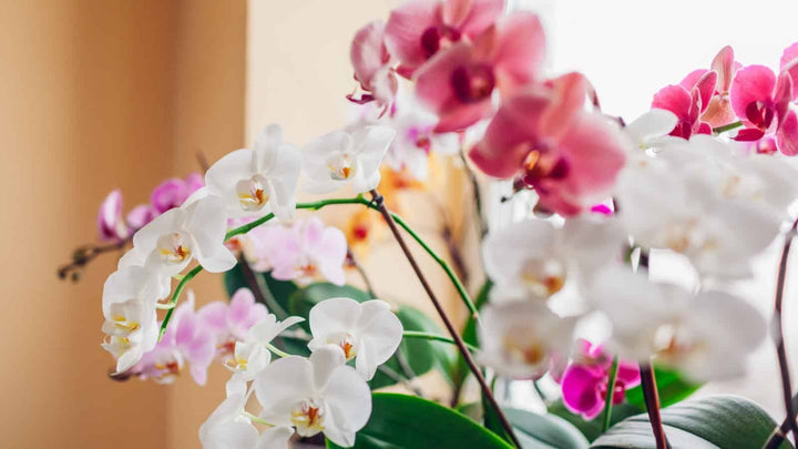 Mixed Phalaenopsis Orchid Flower Seeds for Planting – Heirloom, Non-GMO, High Germination Organic Garden Seeds