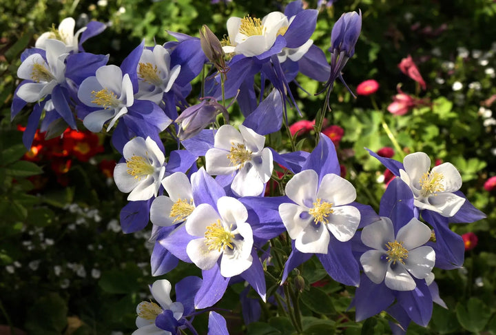 Aquilegia Columbine Flower Seeds for Planting - Vibrant Colors, Heirloom, Non-GMO, High Germination