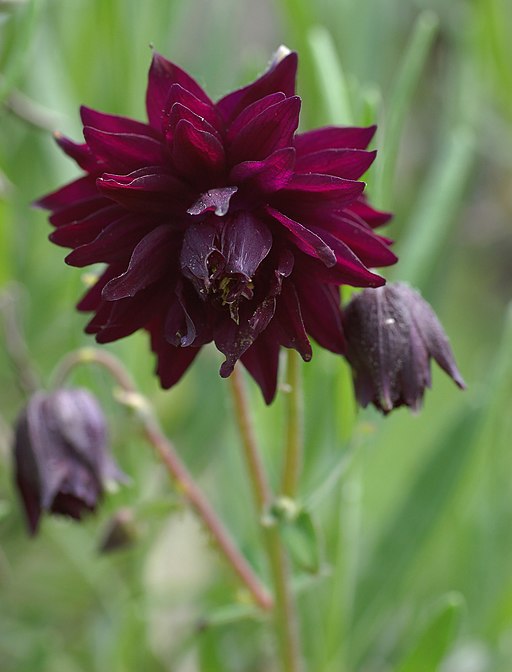 Burgundy Columbine Flower Seeds for Planting – Heirloom, Non-GMO, Bright Blooms, High Germination