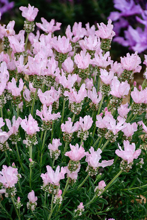 Light Pink Lavender Flower Seeds for Planting – Heirloom, Non-GMO, High Germination Organic Garden Seeds