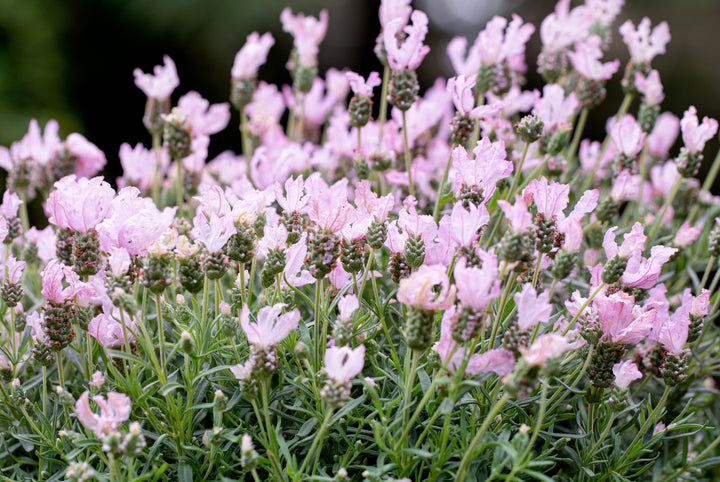 Light Pink Lavender Flower Seeds for Planting – Heirloom, Non-GMO, High Germination Organic Garden Seeds