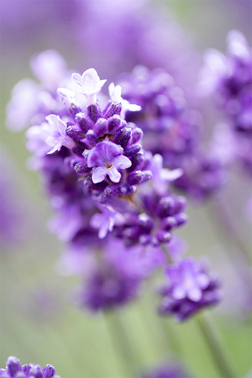 Violet Lavender Flower Seeds for Planting – Long Bloom Season, Heirloom, Non-GMO, High Germination