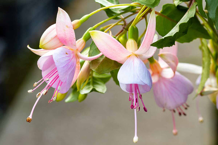 Light Pink White Fuchsia Flower Seeds for Planting – Heirloom, Non-GMO, High Germination Garden Seeds