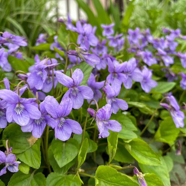 Violet Flower Seeds for Planting – Premium Heirloom Non-GMO, High Germination Organic Garden Seeds