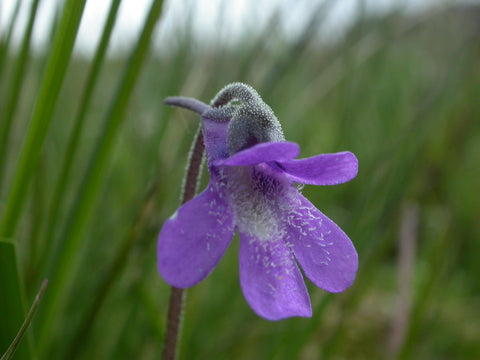 Butterwort Flower Seeds for Planting - Heirloom, Non-GMO, Pollinator Friendly Organic Garden Seeds