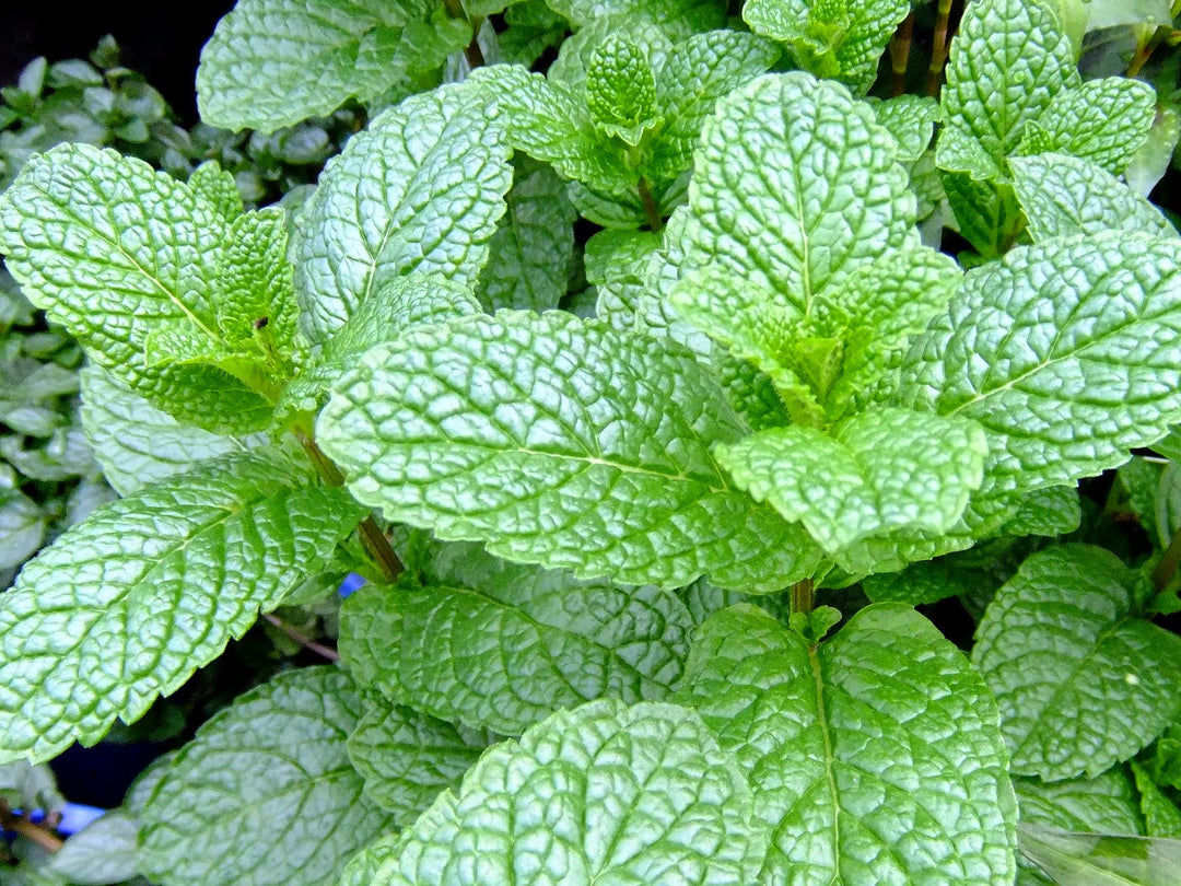 Green Water Mint Herb Seeds for Planting – Heirloom, Non-GMO, Organic Garden Seeds with High Germination Rate