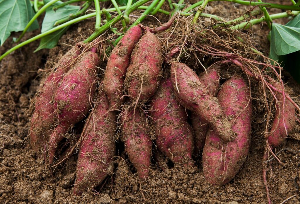 Japanese Pink Sweet Potato Seeds for Planting – Heirloom, Non-GMO, Nut –  Earthechoseeds