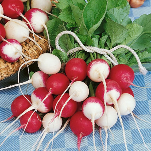 Confetti Mix Cherry Radish Seeds – Heirloom Non-GMO Organic Colorful Root Vegetable Seeds for Planting, High Germination