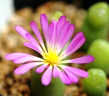 Pink Conophytum Herb Seeds for Planting – Heirloom, Non-GMO, Succulent Organic Garden Seeds with High Germination