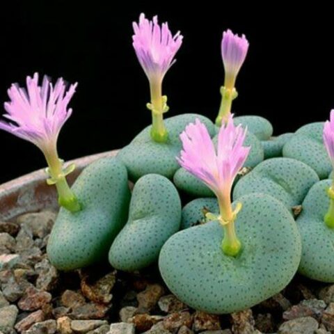 Pink Conophytum Herb Seeds – Heirloom, Non-GMO Seeds for Naturally Fresh Garden Planting