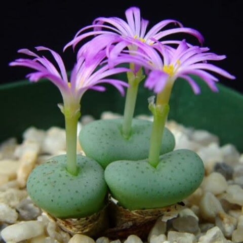 Pink Conophytum Herb Seeds – Heirloom, Non-GMO Seeds for Naturally Fresh Garden Planting